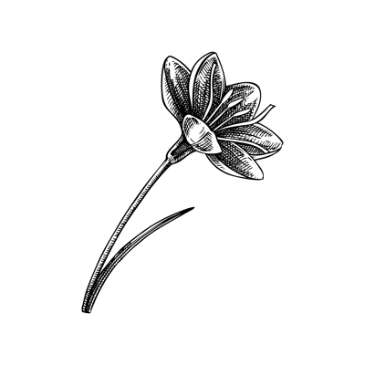 Saffron sketch. Crocus wildflower illustration. Vector spice plant drawing. Hand-drawn spring design element. NOT AI generated